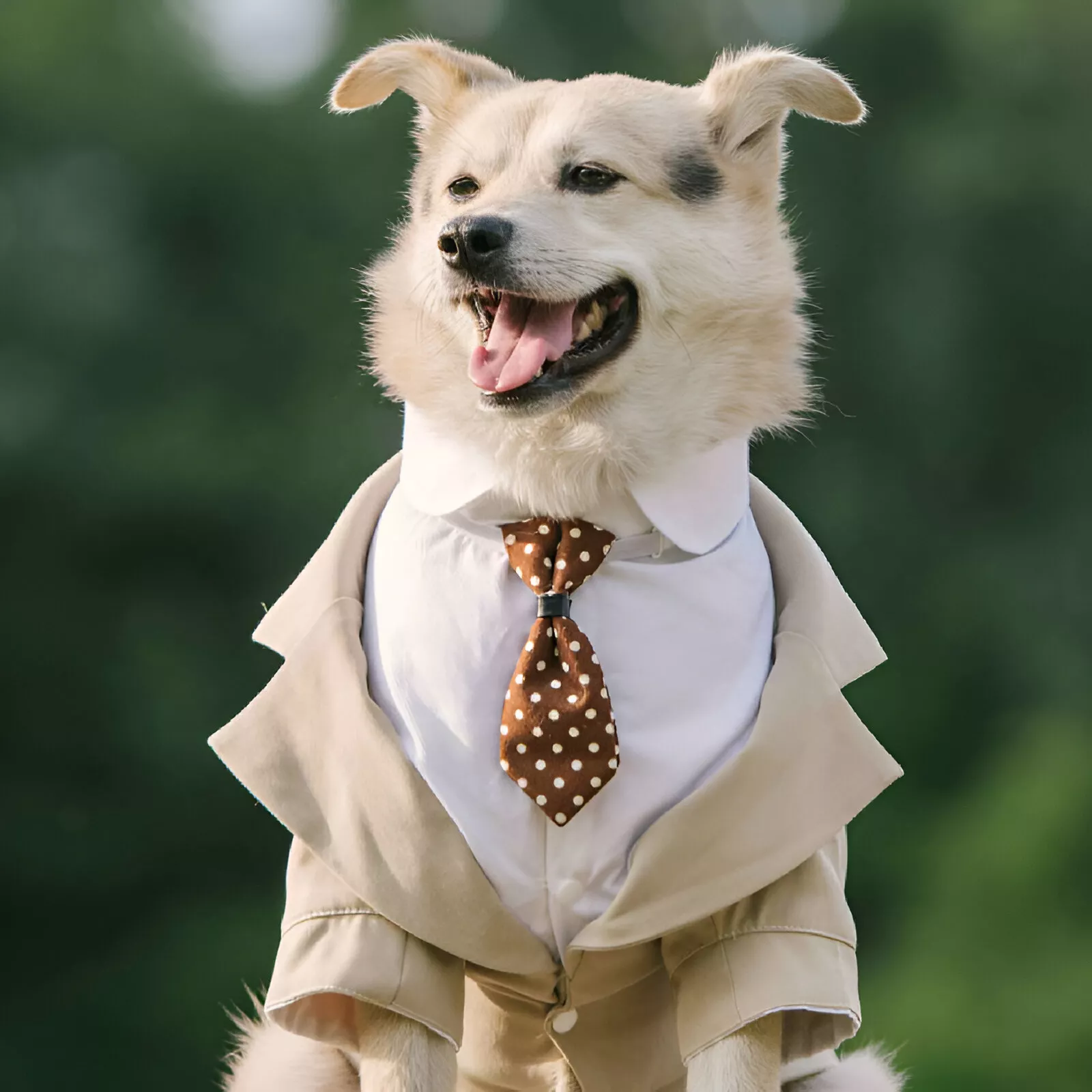 Dog Wedding Tuxedo Suit for Large Dogs - Image 3