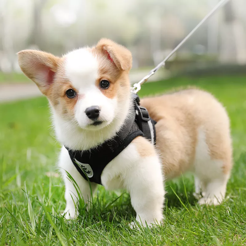 Reflective Dog Harness with Leash - Image 3