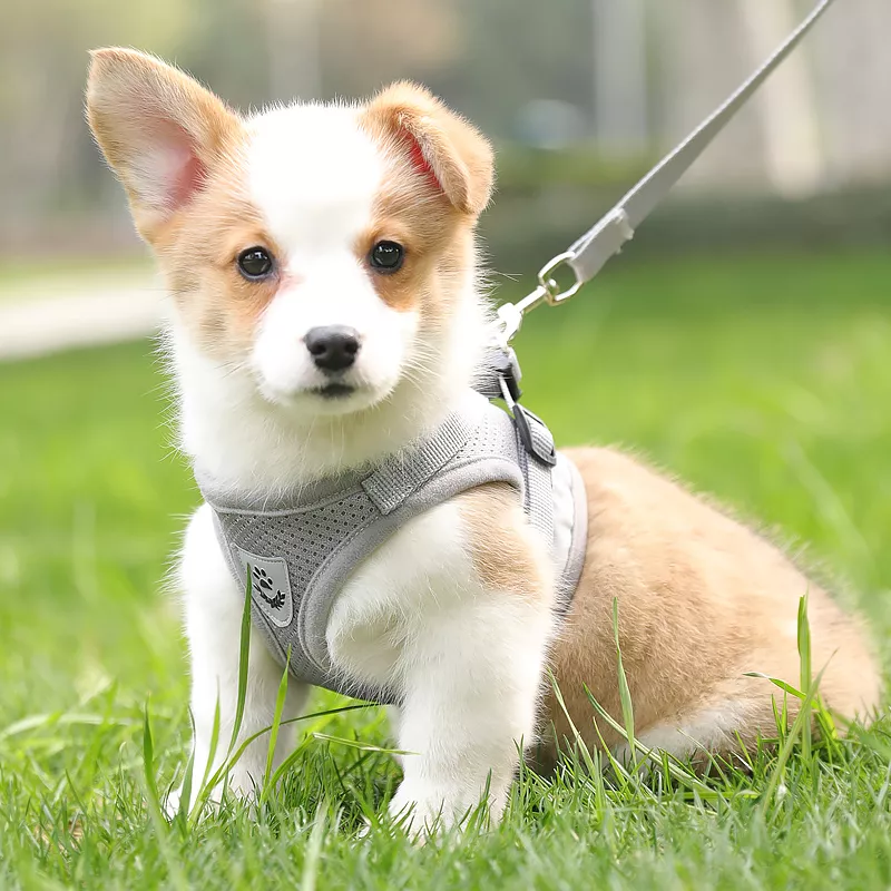 Reflective Dog Harness with Leash - Image 5