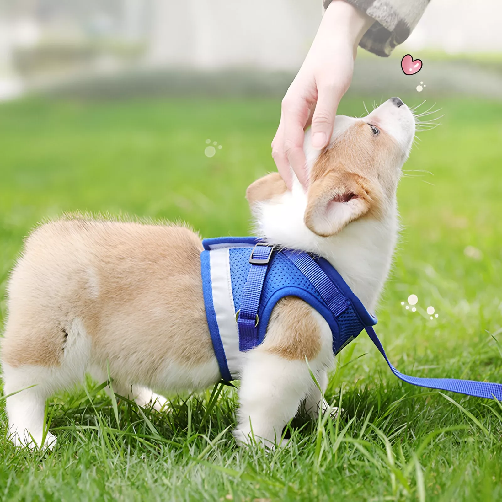 Reflective Dog Harness with Leash - Image 4