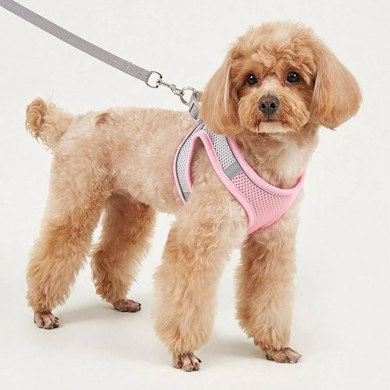 Reflective Soft Mesh Dog Harness for Small & Medium Breeds - Image 5